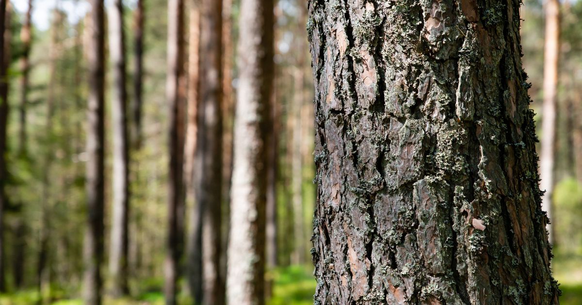 Niewykorzystane możliwości lasów prywatnych